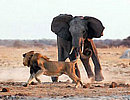 ʨ���ս���������