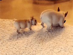��ײ�ˣ�